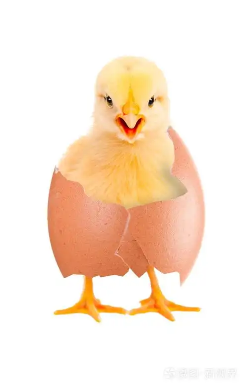 新生小鸡从蛋孵出来了隔离