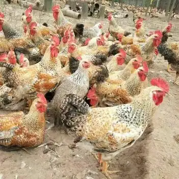 小种红芦花鸡苗