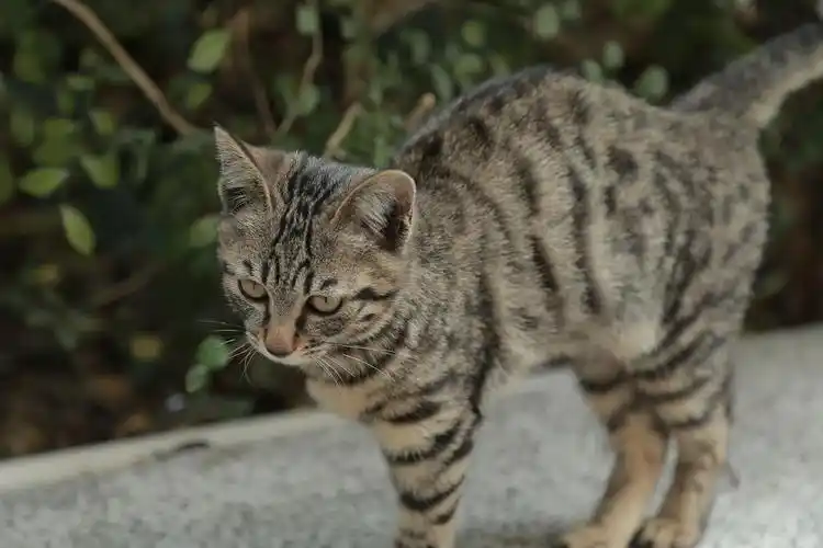 广州黑狸花3个月大男孩子领养
