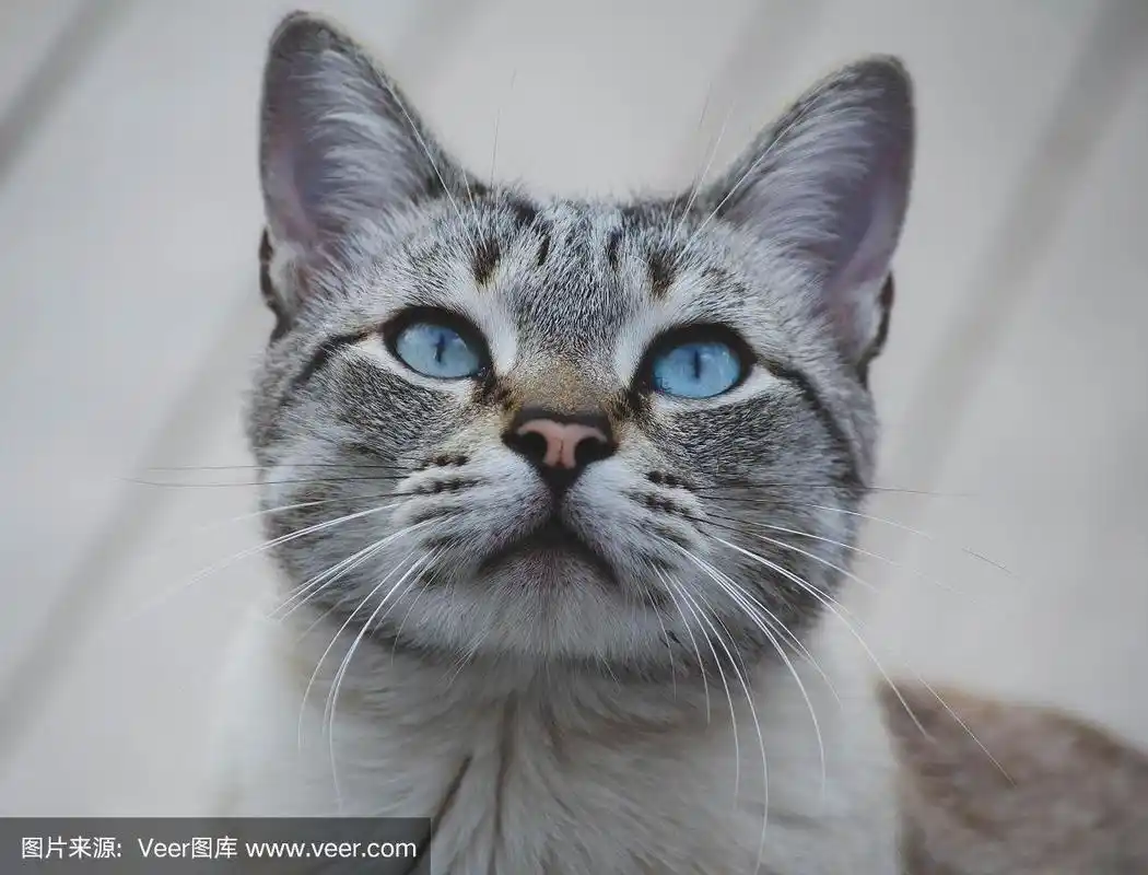 近距离观看孟加拉虎斑猫可爱的蓝色眼睛.宠物和生活方式概念.