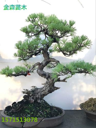 日本老桩老盆  山采 五叶松盆景 日本五针松大树桩那须娘实物