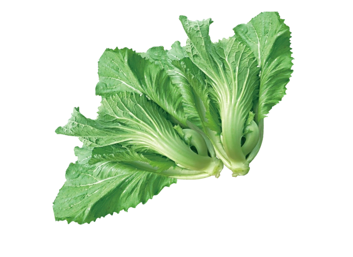 白菜图片大全
