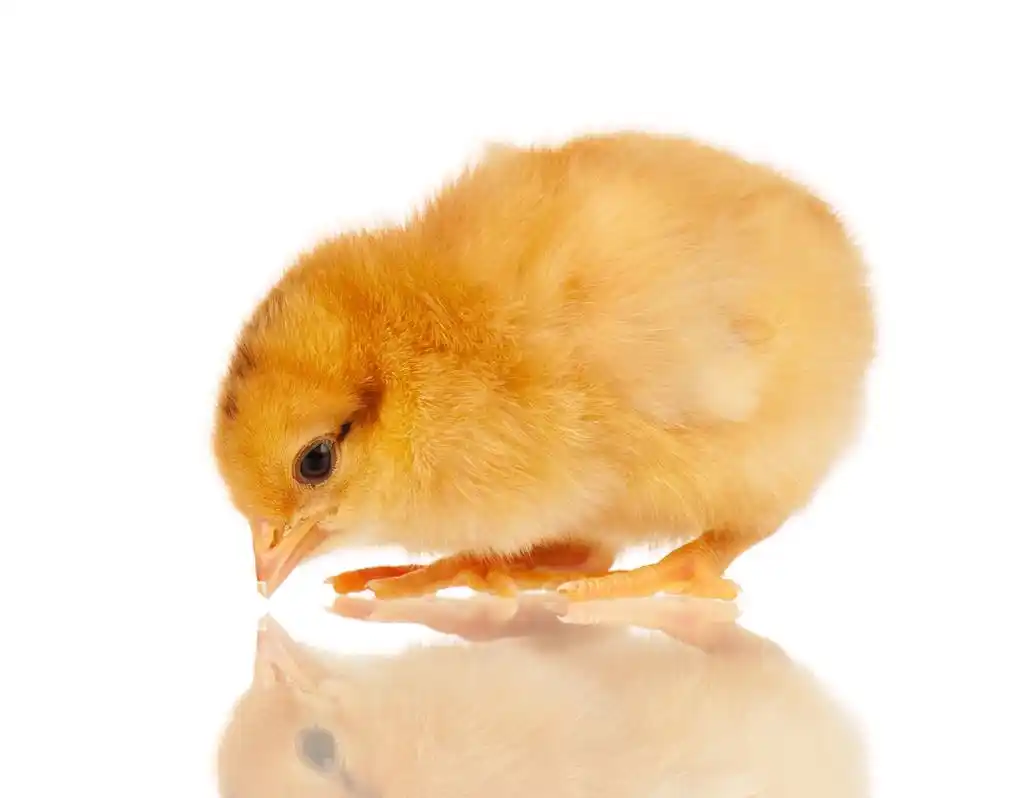 小小的鸡,孤立在白色背景上的可爱小鸡