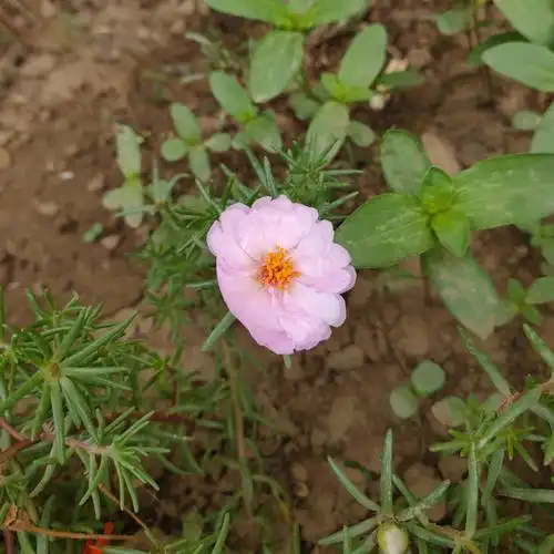 发现一朵格外粉嫩的半重瓣太阳花还有小黄