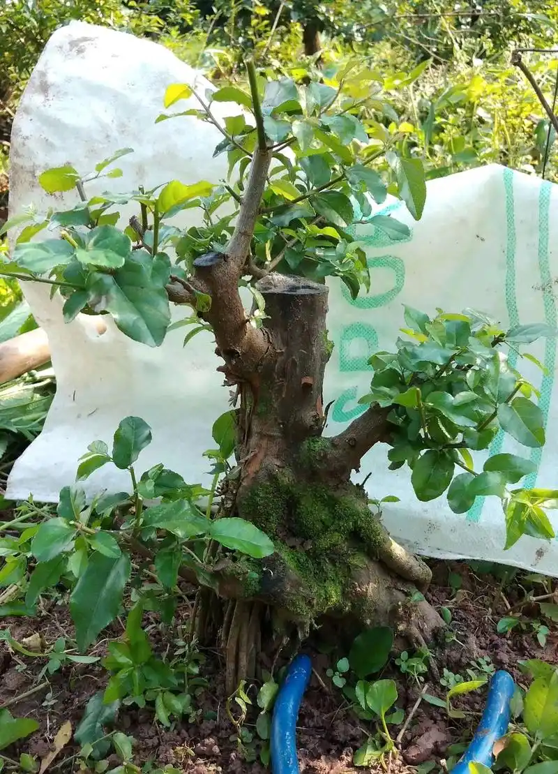 是中国树桩盆景主要树种之一,下面是我为你整理的关于雀梅的养殖方法