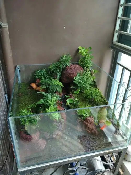 给朋友开个龟缸