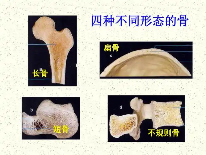 人体解生理学课件第四章运动系统结构与功能_第3页