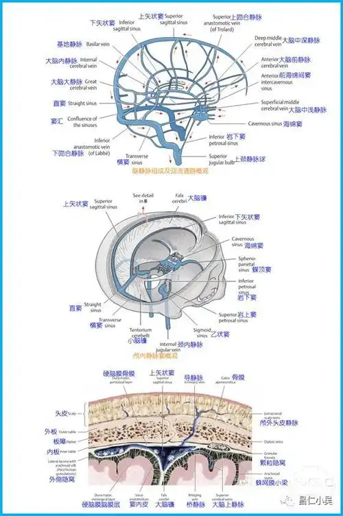(一)脑静脉系统组成:1,脑静脉系统包括:大脑浅静脉;大脑深静脉;间脑的