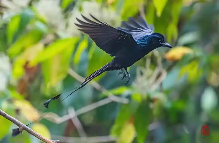 尾羽翩翩-大盘尾鸟