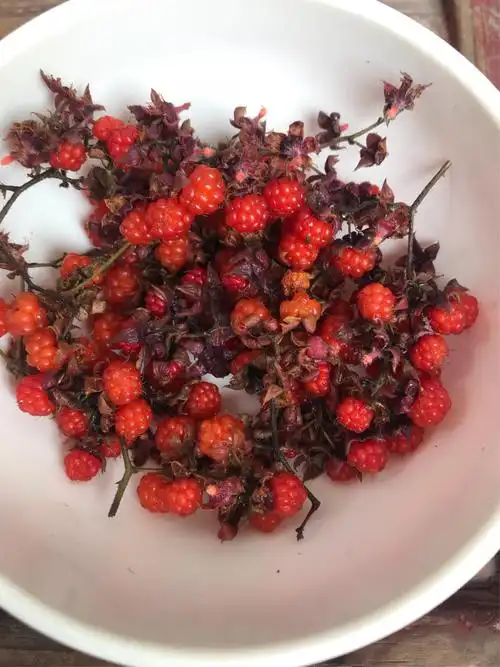 山上非常普便的野桑葚,味道酸酸甜甜