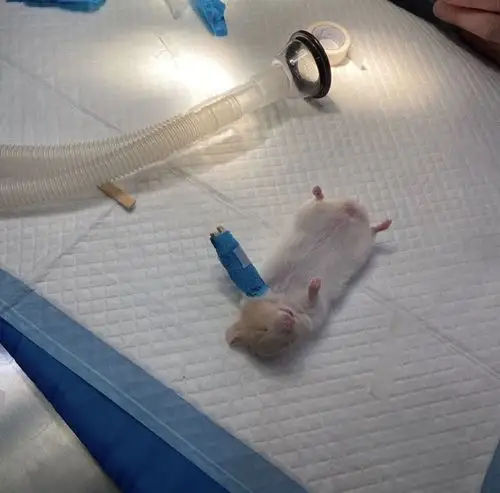 因骨折被救治的小仓鼠