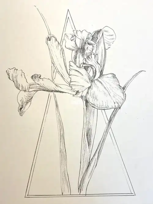 速写练习鸢尾花