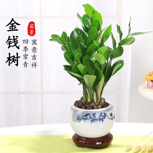 金钱树盆栽植物室内钱串子招财客厅办公室绿植花卉四季好养发财树