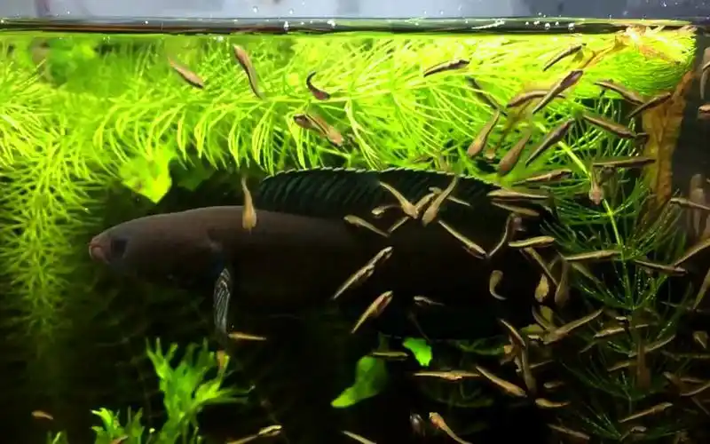 yutube阿萨姆奶茶雷龙带崽子成长过程全记录繁殖干货