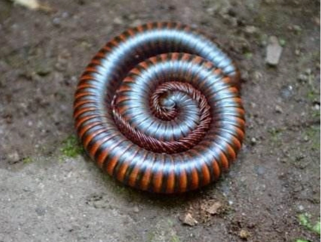 还在落叶层下发现了蜷缩成一团的千足虫,知道了千足虫为什么叫千足虫.