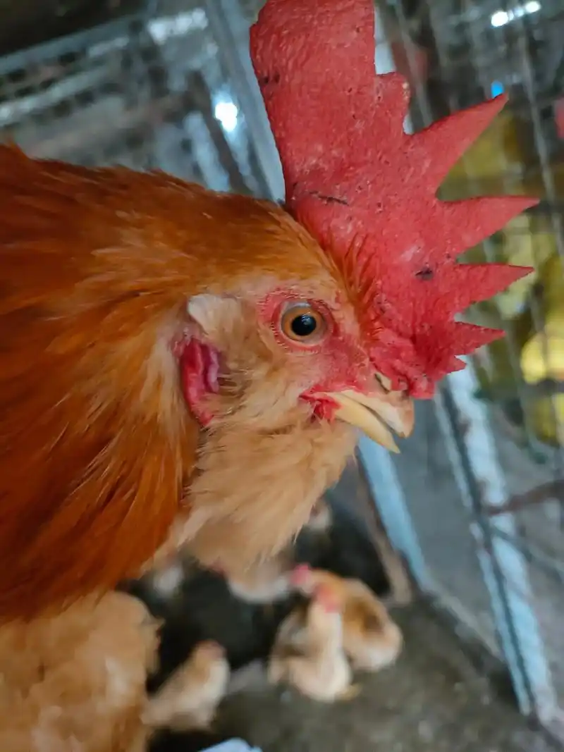 8到4斤多.踩背不会伤母鸡.需要的主页联系我 - 抖音