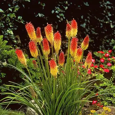 海蒂的花园火炬花多年生宿根草花耐热耐寒阳台庭院花卉植物盆栽苗