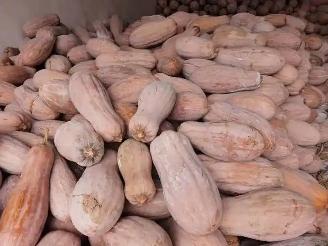 老南瓜当季新鲜农家板栗味超甜粉糯黄南瓜宝宝牛腿长南瓜 精品瓜4-5斤