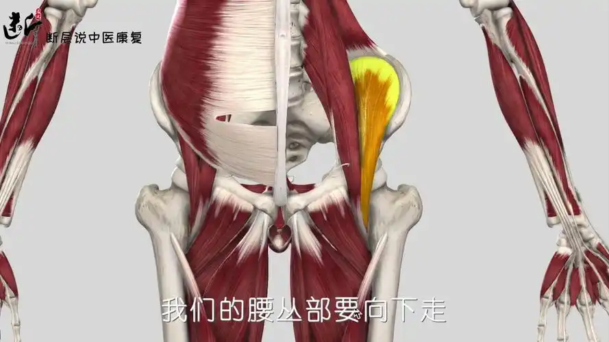 【每日一肌】髂腰肌=腰大肌 髂肌,非常容易导致"肾虚腰痛",还会卡压股
