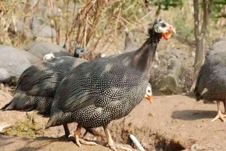 【珍珠鸡苗市场行情】价格,厂家,特种珍禽-搜了网