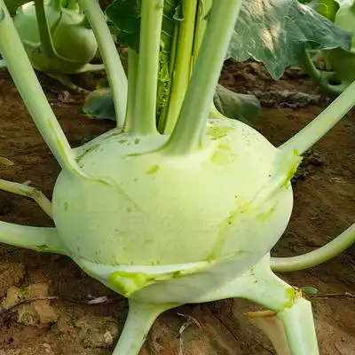 苤兰苤蓝种籽球茎甘蓝萝卜籽玉蔓青春秋高产紫丕兰蔬菜种家庭园艺种子