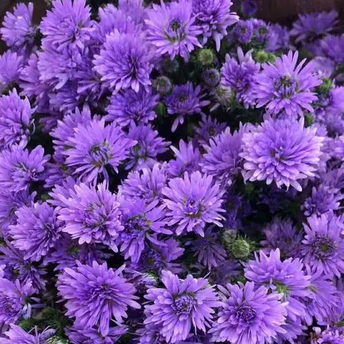 云南昆明基地直发孔雀草鲜花居家花店婚庆活动用花全国航空速递 紫色