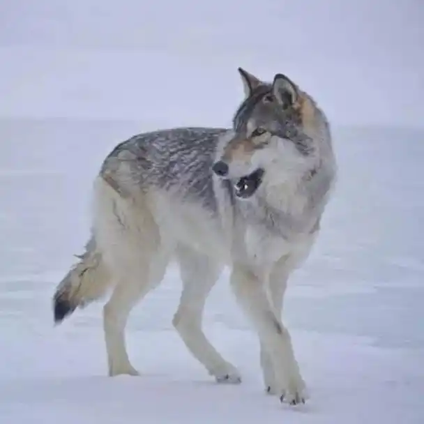 东北狼王为救治病重母狼,冒死硬闯兽医家,5年后狼王携狼群来报恩
