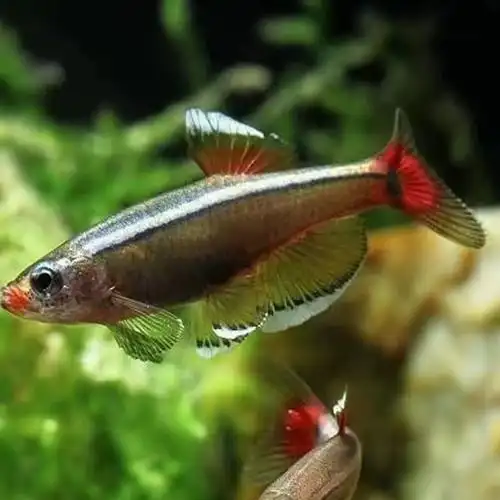 白云金丝鱼冷水活体小型原生鱼唐鱼不加温观赏耐活淡