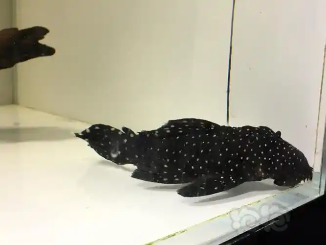 异型今天新拍的黑白双星