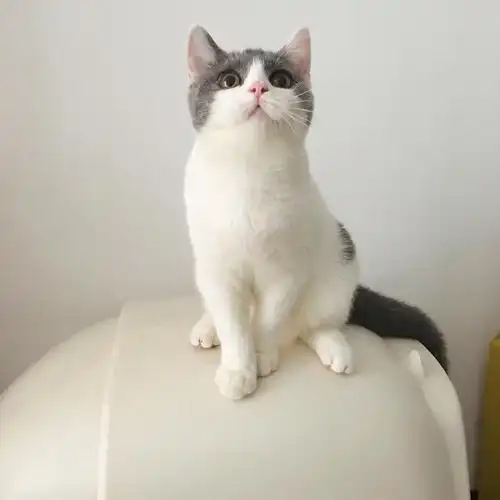 敲甜蓝白梵妹妹找新家