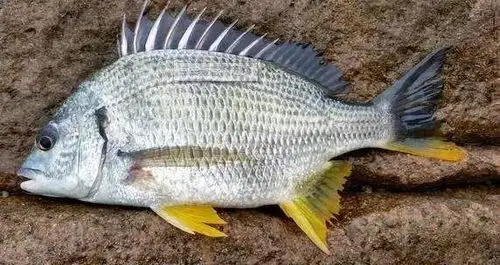 每天认识一种鱼118丨黄鳍鲷肤灰背尖鳍黄的养殖新宠