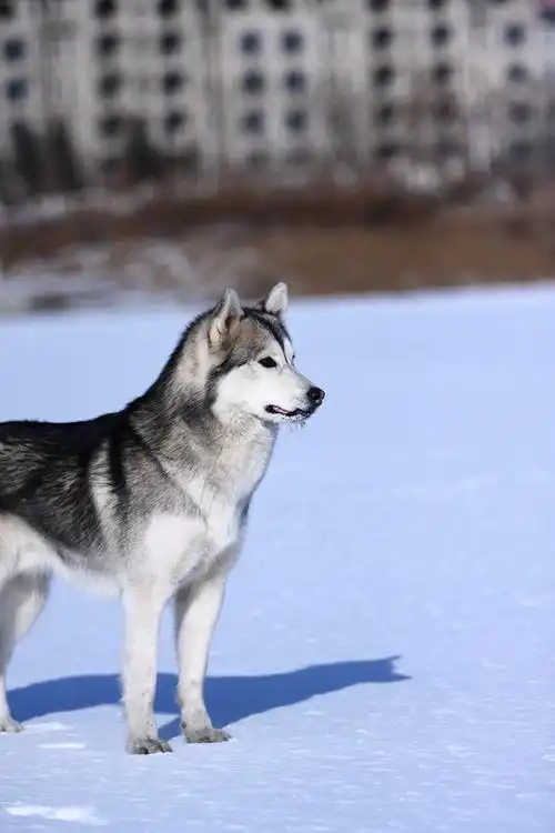 天蓝蓝 雪蓝蓝~~两只狼的故事