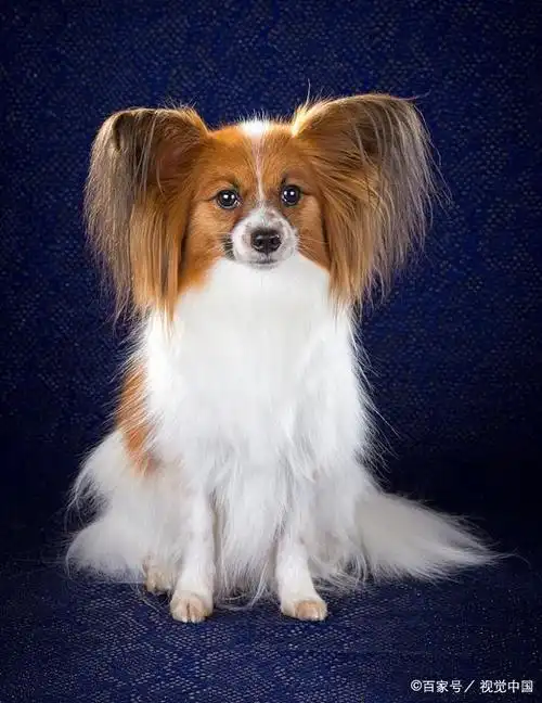 蝴蝶犬的几大优点,你不想养一只吗?