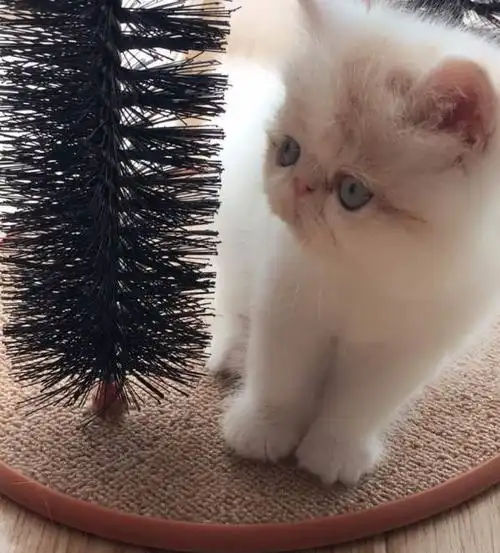 纯种波斯猫 幼猫出售 规范养殖猫咪同城送猫上门