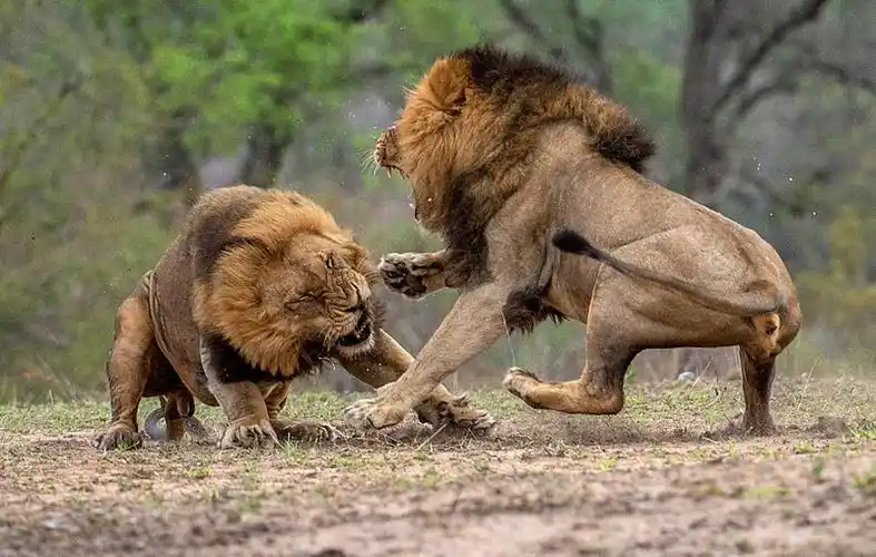 王者之战!南非狮子为争统治权大打出手