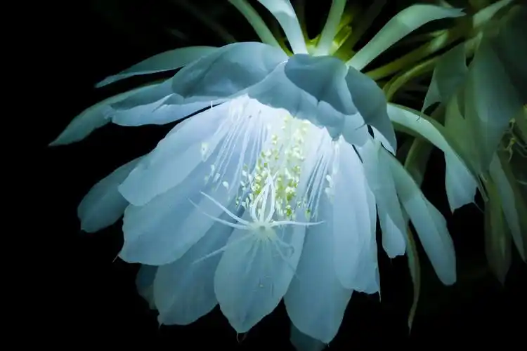 昙花展蕊绽娇颜(2018年夏秋拍摄)