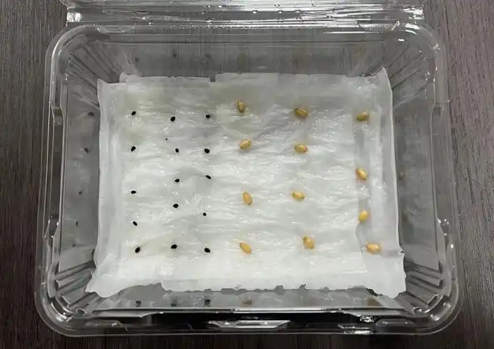 纸巾催芽法图解完整版