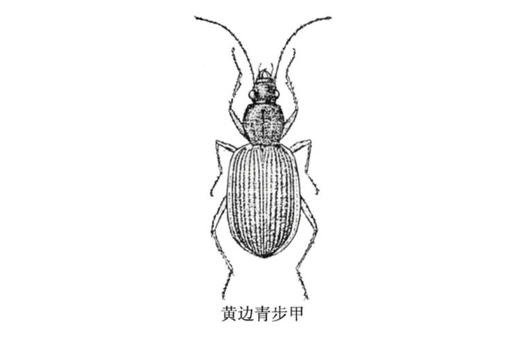 黄边青步甲