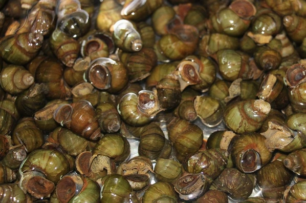 石螺是一种水生动物,它平时多会附着在水中的石头上,是一种可以食用的