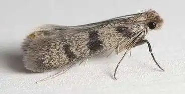 衣服杀手东莞人注意你漂亮的衣服分分钟被它毁容了