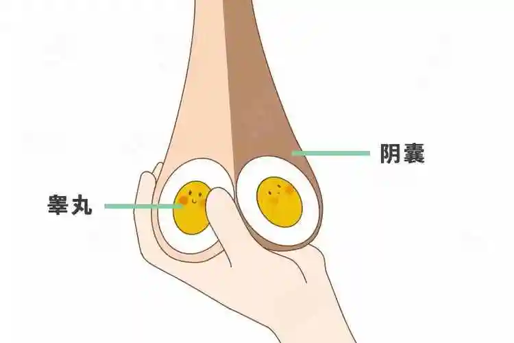 睾丸一个大一个小是怎么回事一个睾丸特别大一个特别小