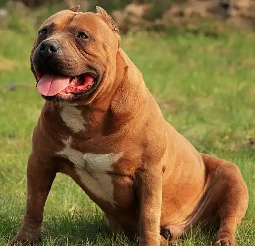 比特犬多少钱一只 比特幼犬怎么挑选_手机搜狐网