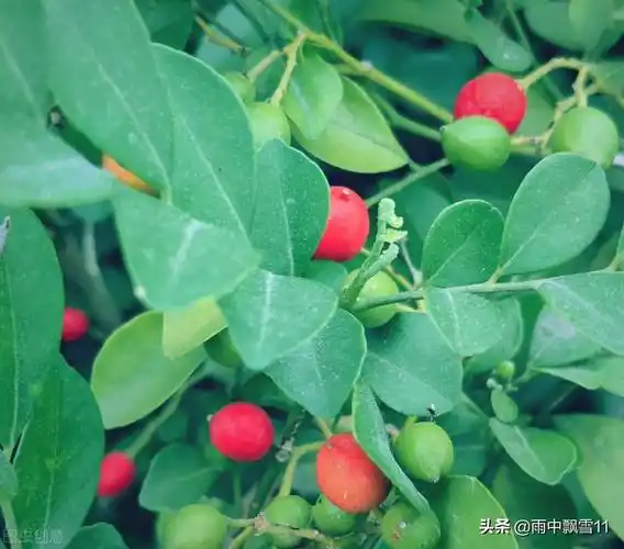 九里香盆景九里香怎么养