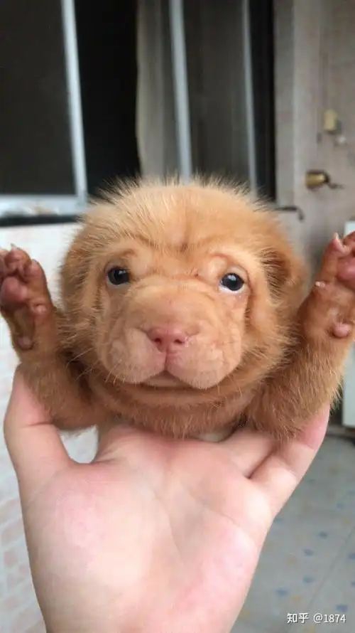 捡到一只不知啥品种串串狗