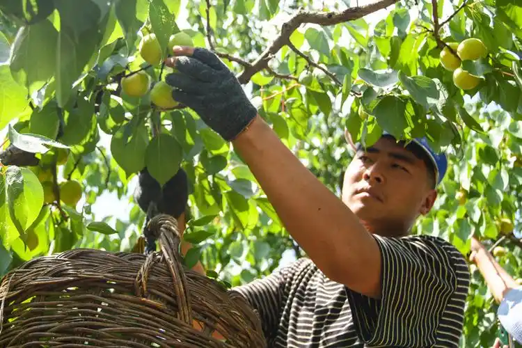 采摘香白杏