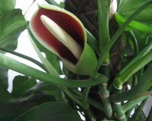 绿萝会开花吗绿萝开花预示着什么花卉大全