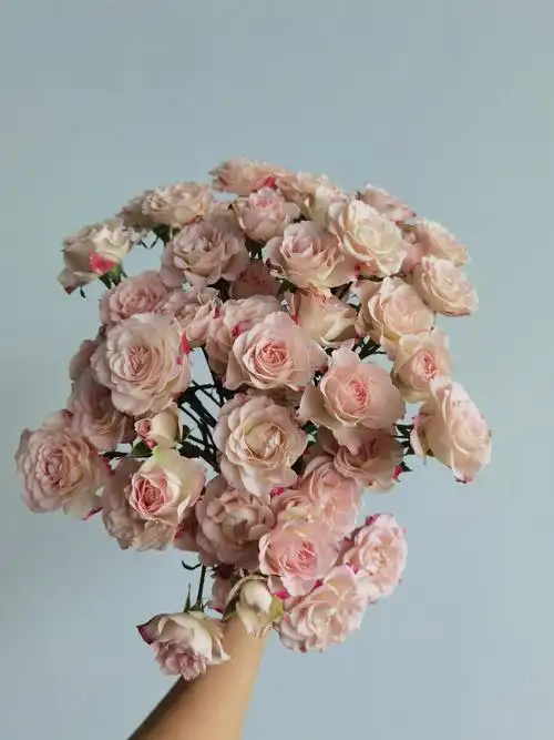 美美哒折射泡泡玫瑰