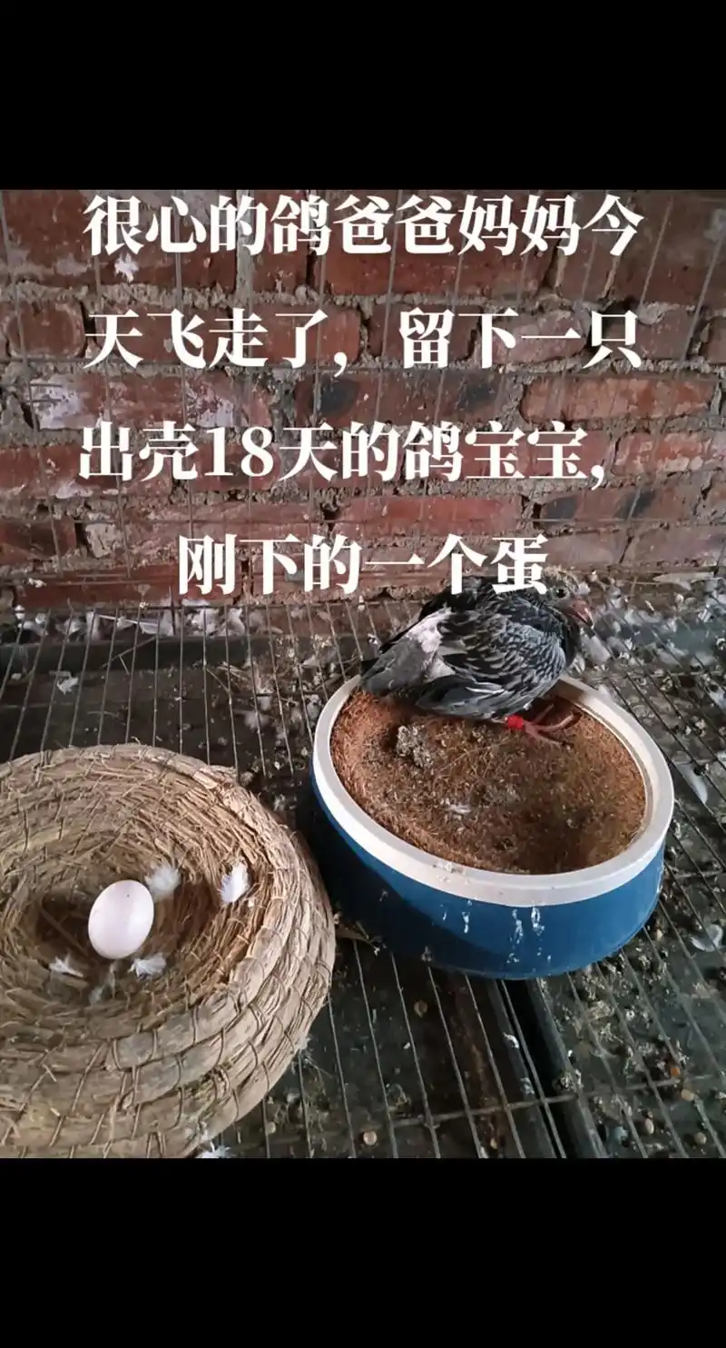 你的鸽子是什么品种? 作者赞过 9小时前