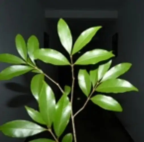 p data-id="gnwu25xshg">木樨属(学名: i>osmanthus /i> lour.