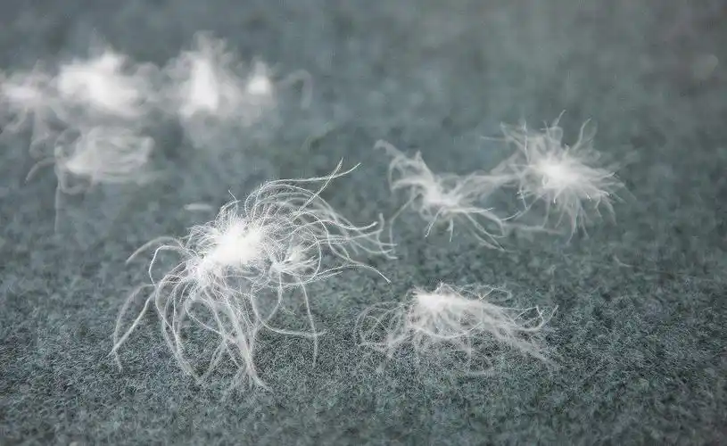 尚爱羽绒老国标羽绒90%水洗白鸭绒高蓬松度水洗鸭绒901